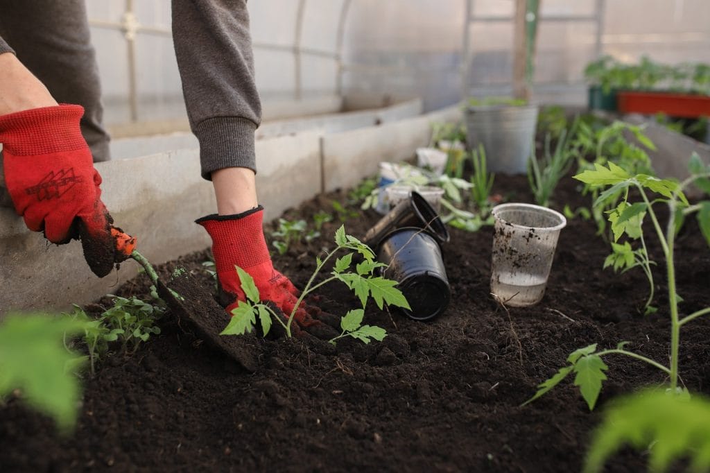 moestuingrond planten 