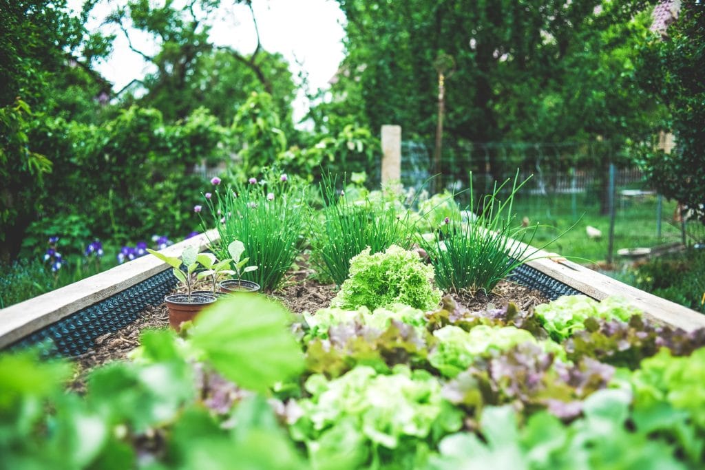 mulchen in de moestuin