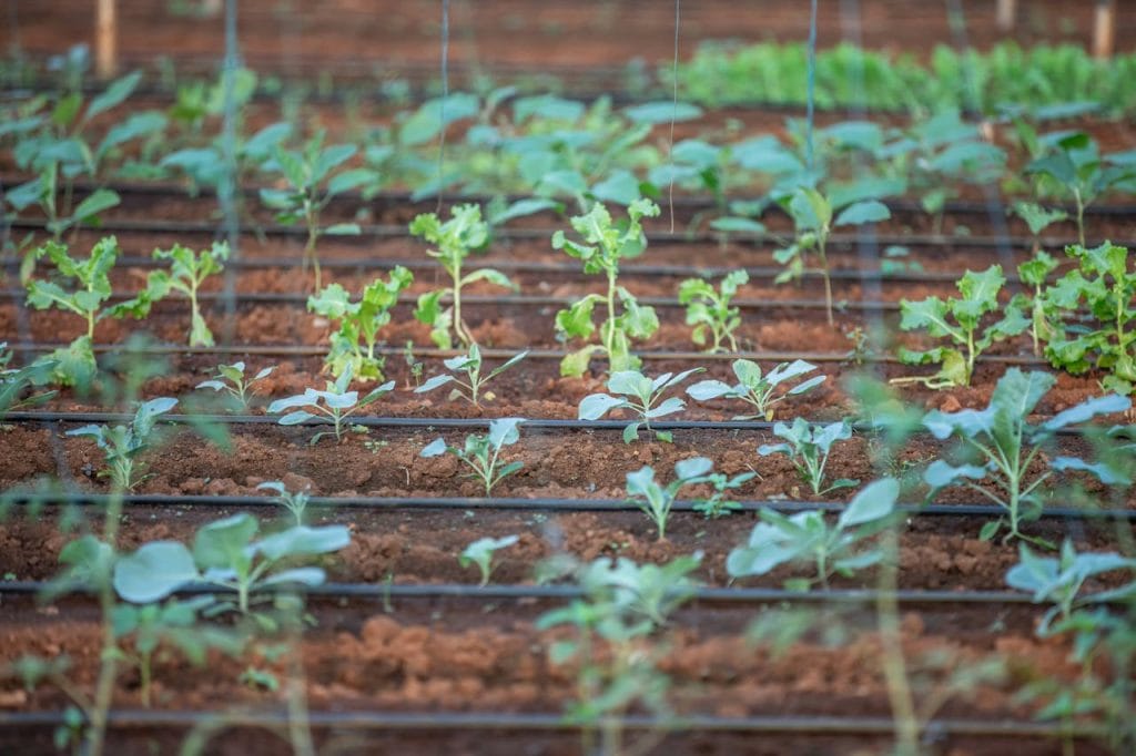 welke gewassen kun je per seizoen planten