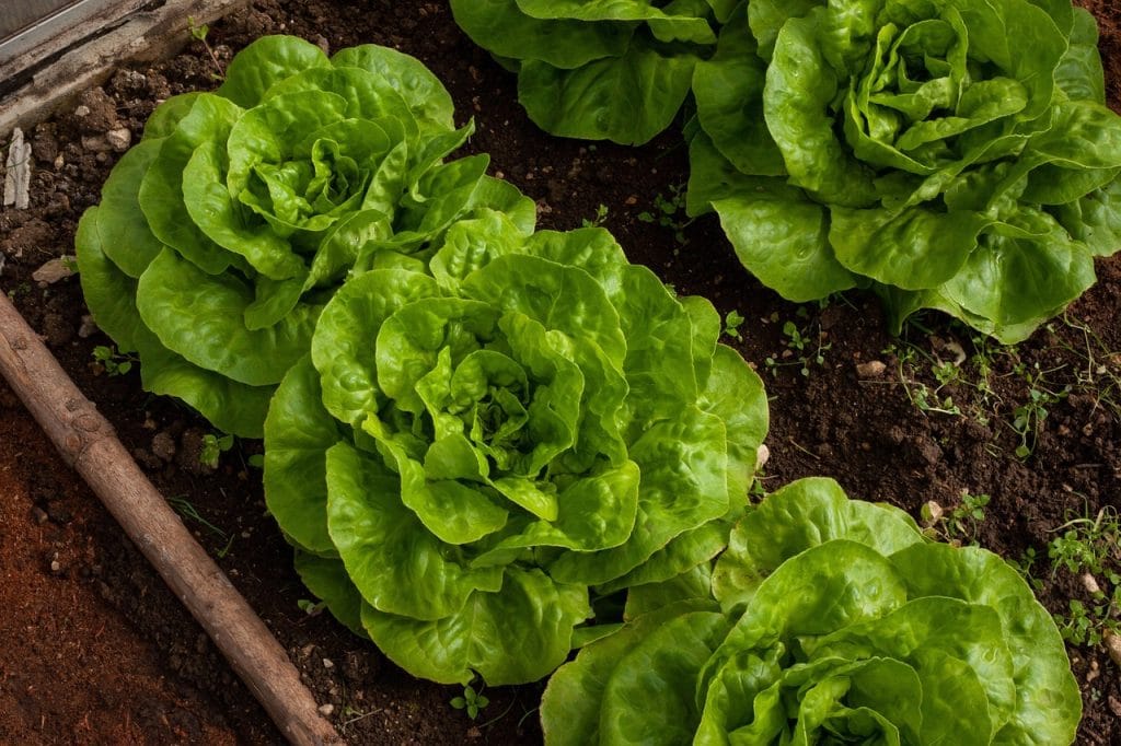 welke gewassen kun je per seizoen planten